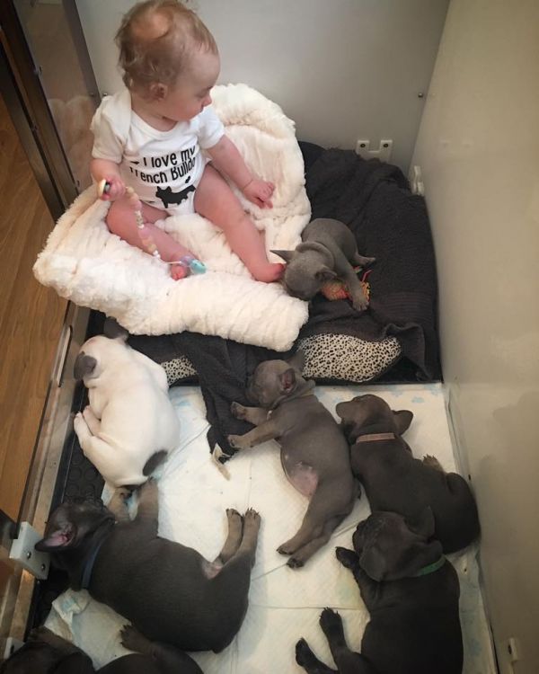 Sani maschio e femmina cuccioli di bulldog francese per adozione 