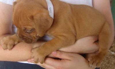 Cuccioli Dogue De Bordeaux 