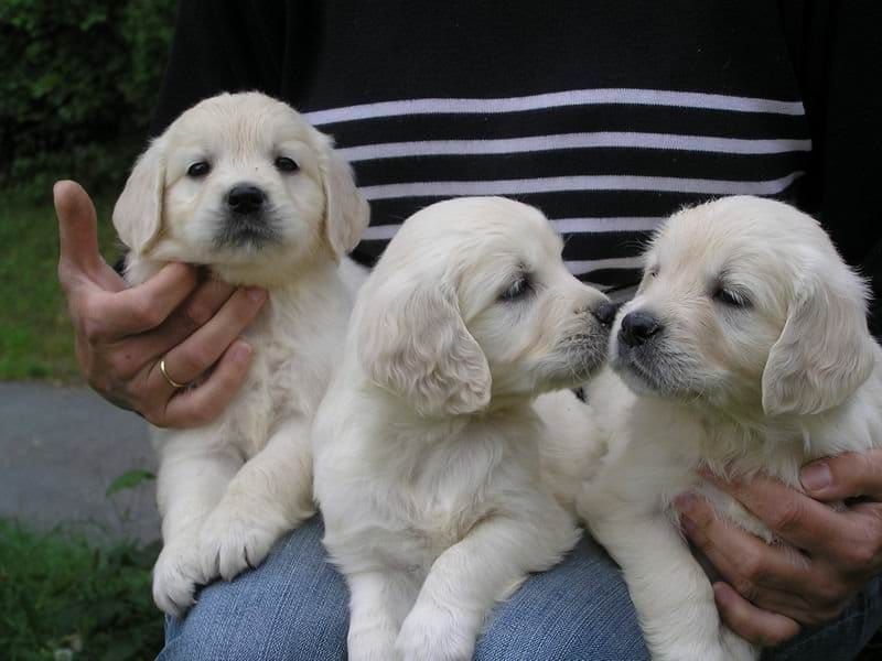 Molto bella e sani cuccioli di golden retriever per adozione maschi e femmine disponibili (gratis)