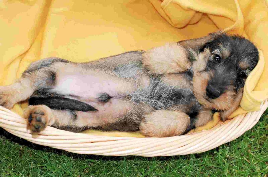 Molto bella e sani cuccioli di bassotti  per adozione maschi e femmine disponibili (gratis) 
