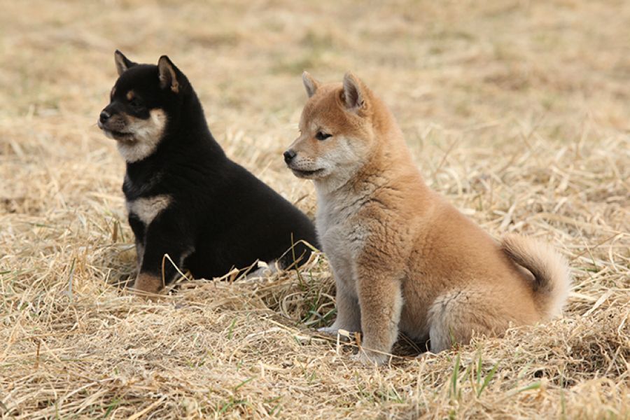 Vendo bellissimi cuccioli di shiba inu