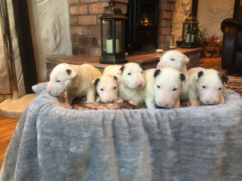   regalo cuccioli di bull terrier disponibili per l'adozione