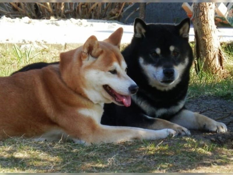 SHIBA-INU Pronto ad andare in adozione !!!!!