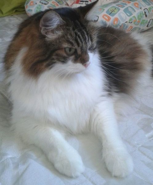 Alice, miciona dal pelo semilungo