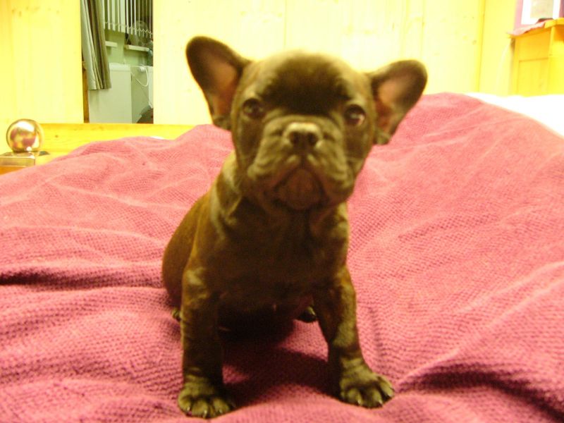  cuccioli di Bulldog Francese  ( Gratis )