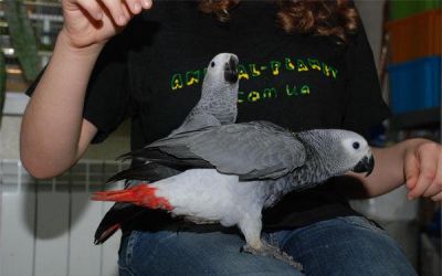 vendita ingrosso uccelli