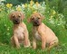 Cuccioli di Rhodesian Ridgeback maschio e femmina