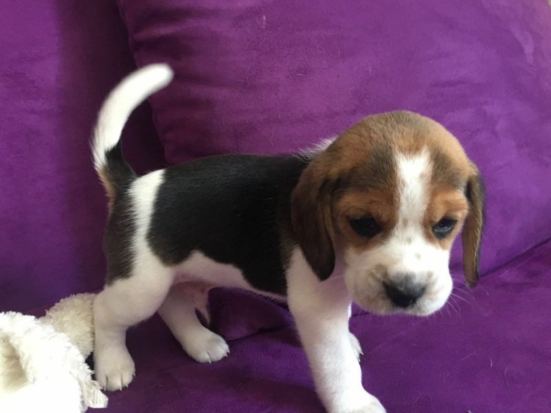  regalo cuccioli di beagle disponibili per l'adozione