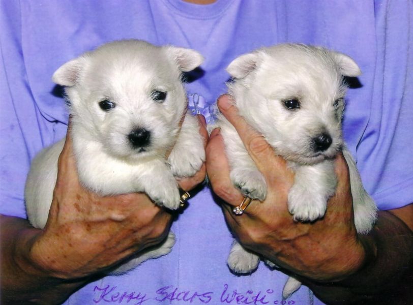 Molto bella e sani cuccioli di West highland per adozione maschi e femmine disponibili (gratis)