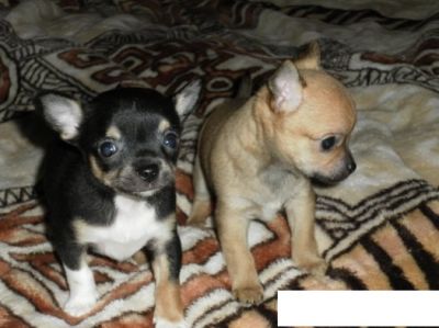 SPLENDIDI CUCCIOLI CHIHUAHUA MINI TOY