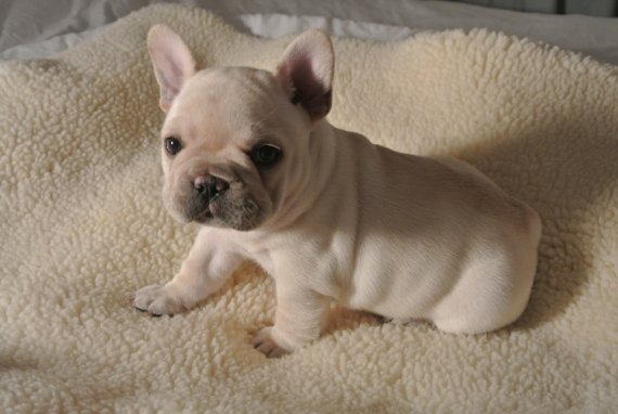 REGALO Cuccioli Bulldog Francese(Maschio e Femmina)