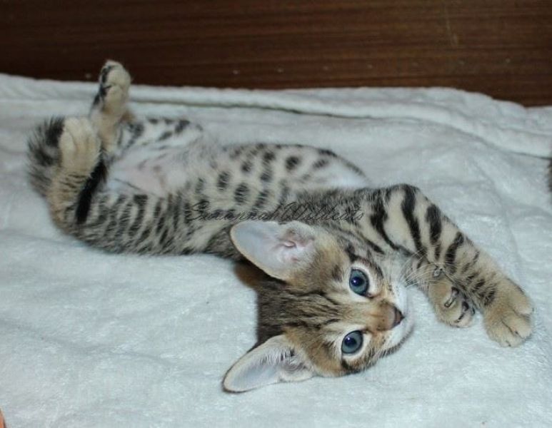 gattini Savannah   per adozione ( maschio e femmina )