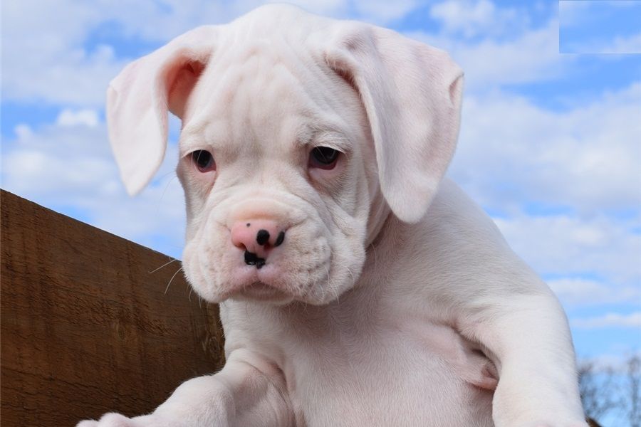  Regalo Cuccioli di boxer in pronta consegna i cuccioli verranno Dato dopo 90 giorni dalla nascita, 