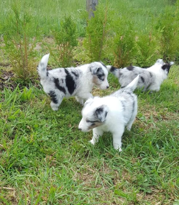 Cuccioli di shetland per adozione ( regalo  )