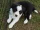 Disponibili cuccioli di border collie