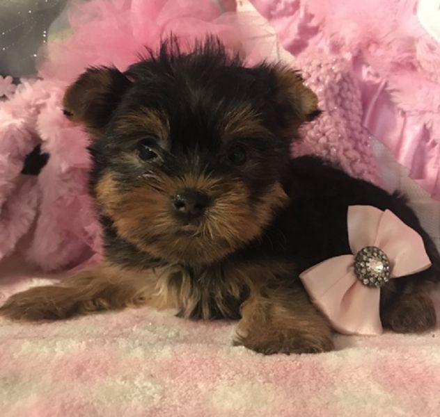 Regalo Yorkshire Terrier cuccioliato disponibili