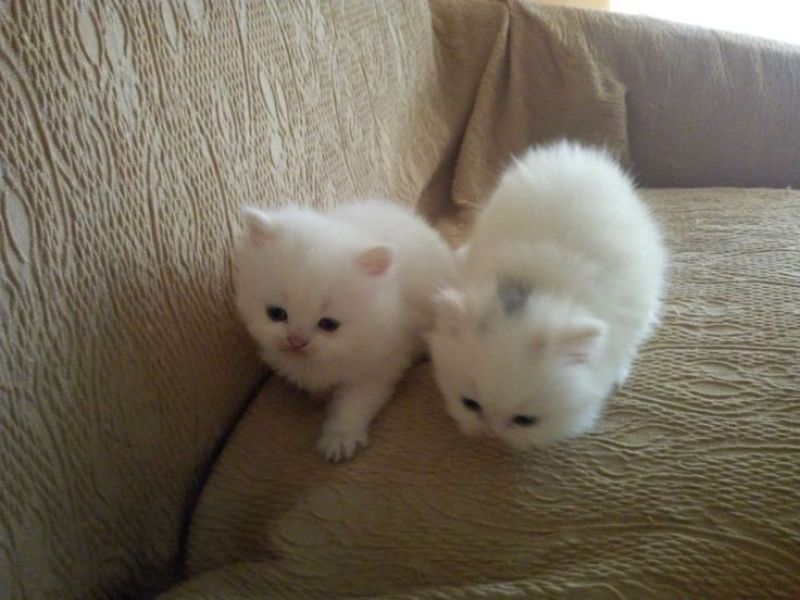  REGALO Gattini persiani per l'adozione  Ho 2 splendide gattino femmine e Maschio  persiano, uno � u