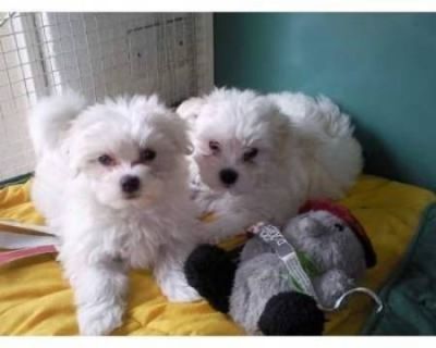 cuccioli maltese