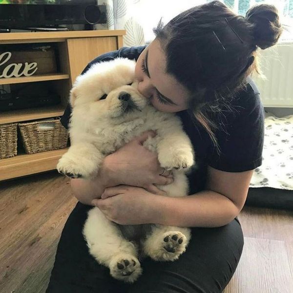 Disponibili  Chow Chow  cucciolata 