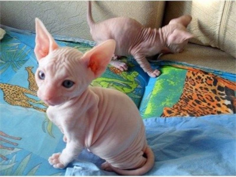 Canadian sphynx cuccioli