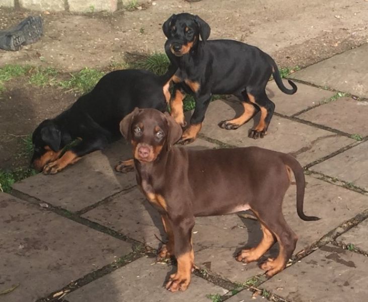 Regalo adorabili cuccioli Dobermann femminucce e maschietti
