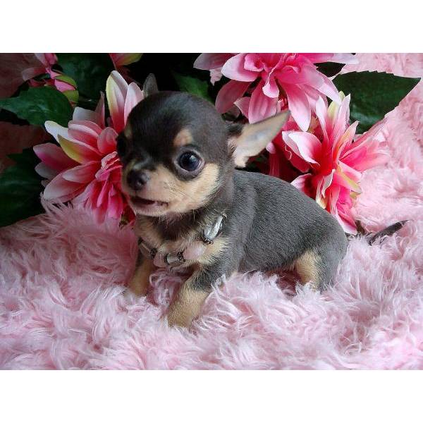 Bellissimi cuccioli di chihuahua, maschietti e femminucce