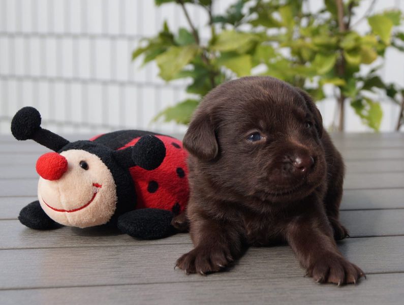 Cuccioli di labrador  ( per regalo )