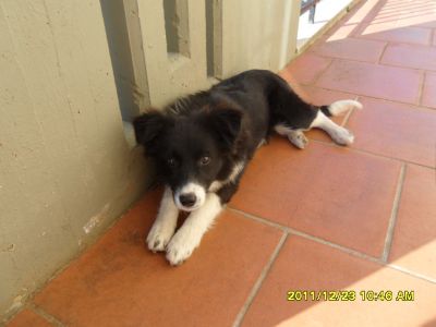 ultima cucciola di border colly