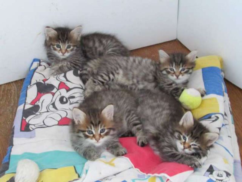 Gattini siberiani affettuosa.