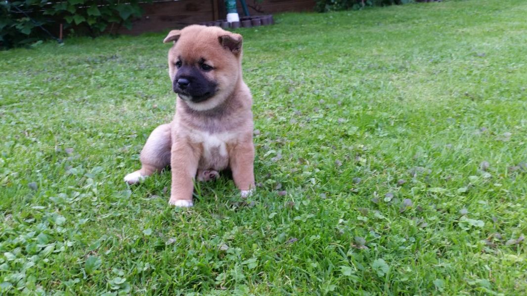 Cuccioli di shiba-inu  ( per regalo )