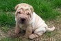 Disponibile Cuccioli di Shar Pei maschio e femmina