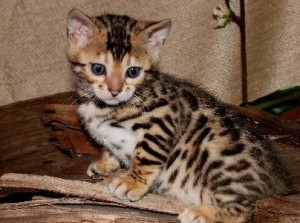 Cuccioli di bengala gattini femminucce e maschietti disponibili per l'adozione gratuita