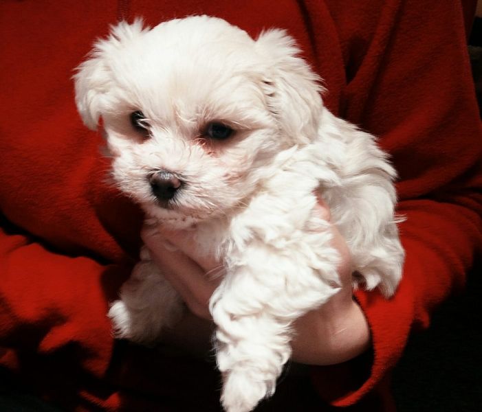 Cuccioli di mini maltese ( Gratis )
