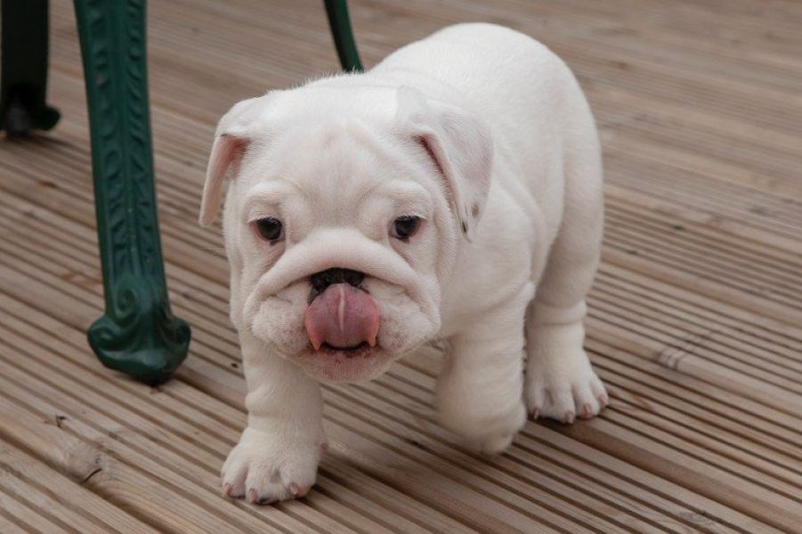 REGALO Bulldog inglese Cuccioli  Abbiamo due di questi cuccioli. un maschio e una femmina. sono molt