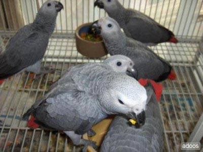  cenerini pappagalli per l'adozione 
