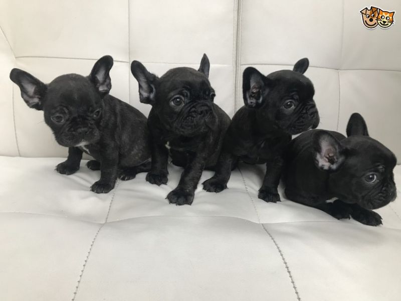 REGALO Cuccioli di Bulldog Francese