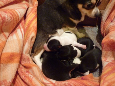 carlini cuccioli vendo