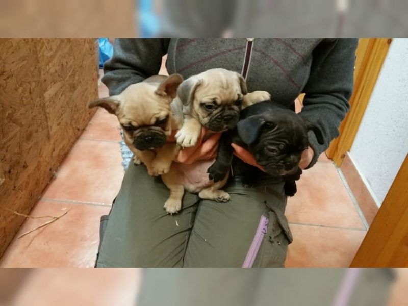 Molto bella e sani cuccioli di bulldog francese per adozione  