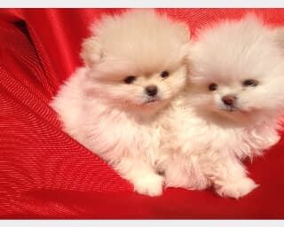 Spitz tedesco nano-volpino di pomerania