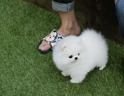 { Regalo Volpino di pomerania (spitz tedesco nano