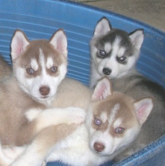 CUCCIOLI   DI    SIBERIAN HUSKY