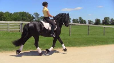 Splendido cavallo Friesan per l'adozione