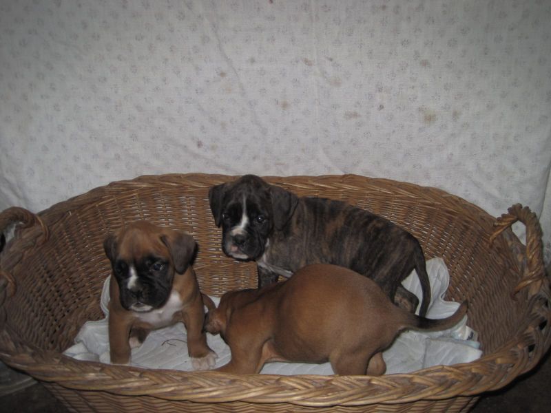 Cuccioli di Boxer ( gratis)