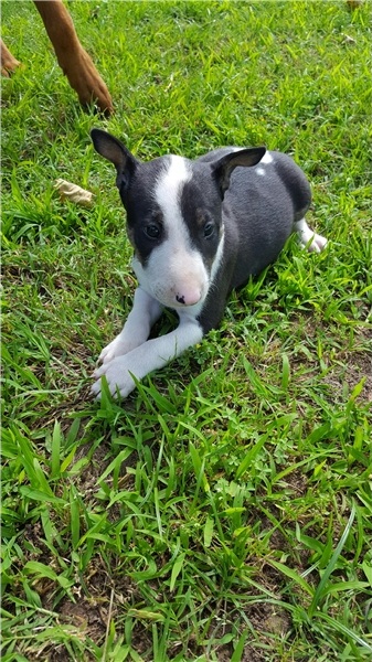 Regalo Cucciolo di Bull terrier in pronta consegna