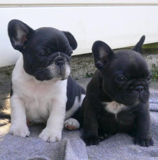 Cuccioli Bulldog francese