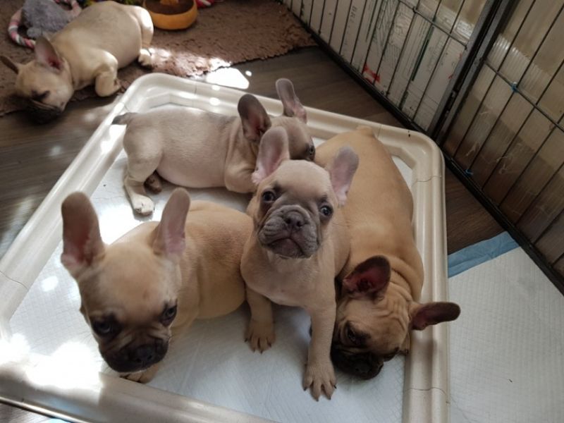 REGALO Cuccioli di Bulldog Francese