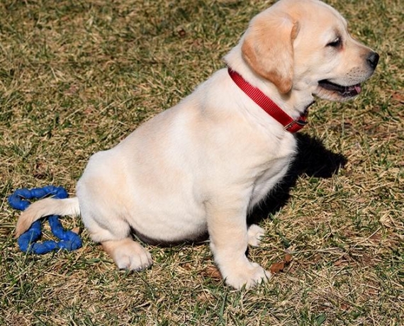 Bello Labrador , Maschio e femmina, in regalo