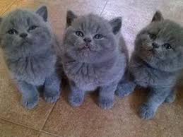 British Shorthair (Regalo Regalo)