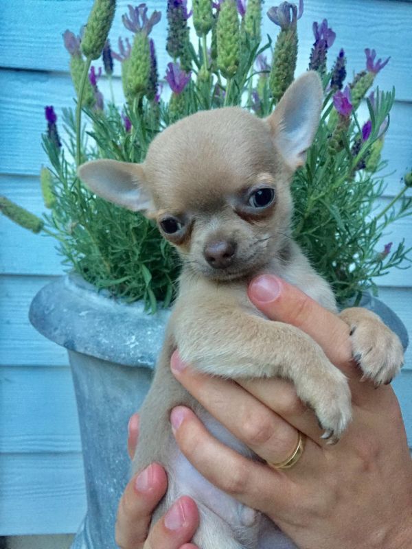 Regalo Cucciolo di chihuahua in pronta consegna