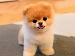  Regalo volpino di pomerania italiano CUCCIOLI  Adorabili volpino di pomerania cuccioli femminucce e